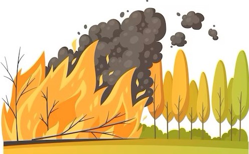 Incendie - feu de forêt